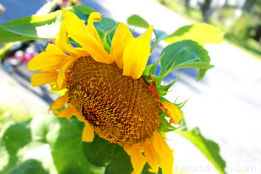 sunflower 2015 justaddcloth