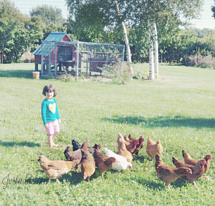 free range chickens with toddler