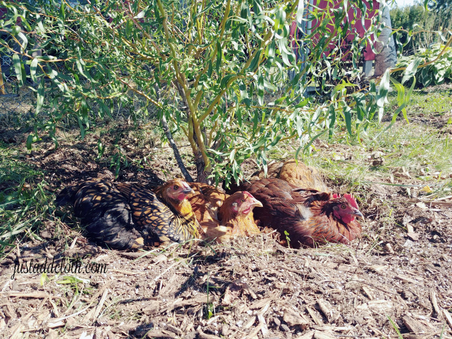 chickens under willow
