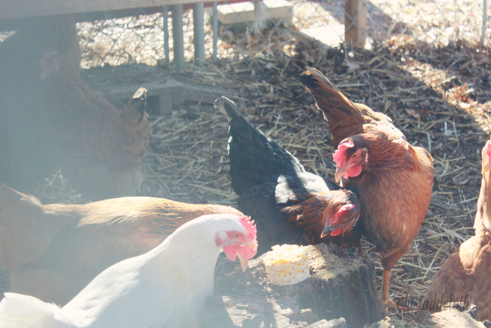 chickens with suet brick