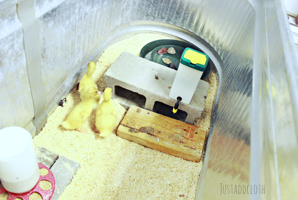 Raising Fowl: Duck Brooder Versus Chick Brooder