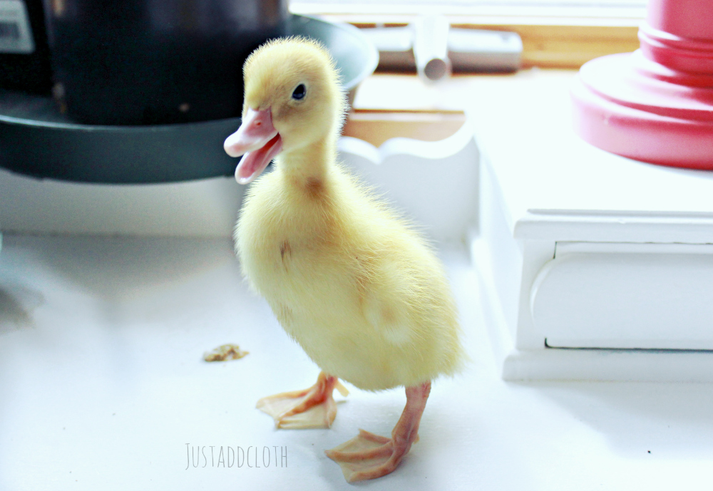 week old duckling