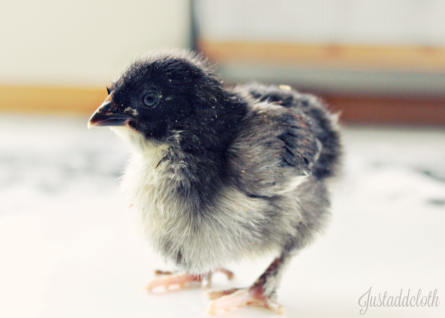 olive egger chick
