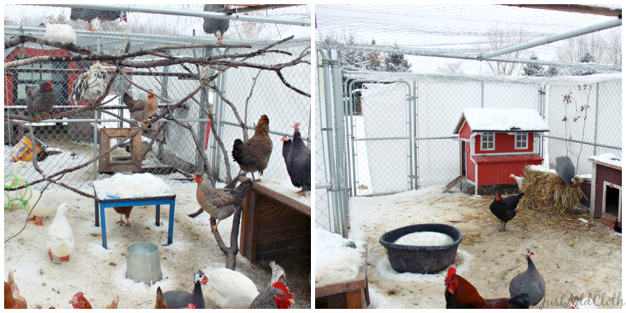 chicken coops in harsh winters