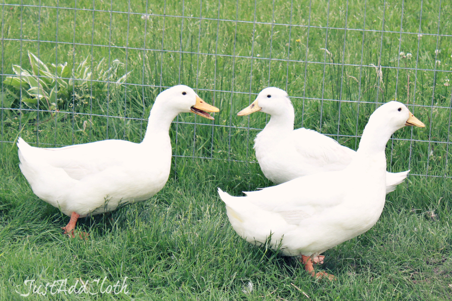 pekin ducks in pasture