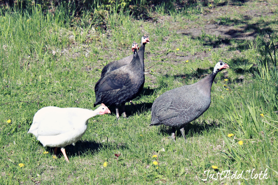 The Ultimate Guide to Raising Guinea Fowl