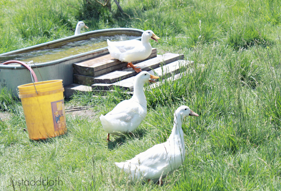 raising ducks on your homestead