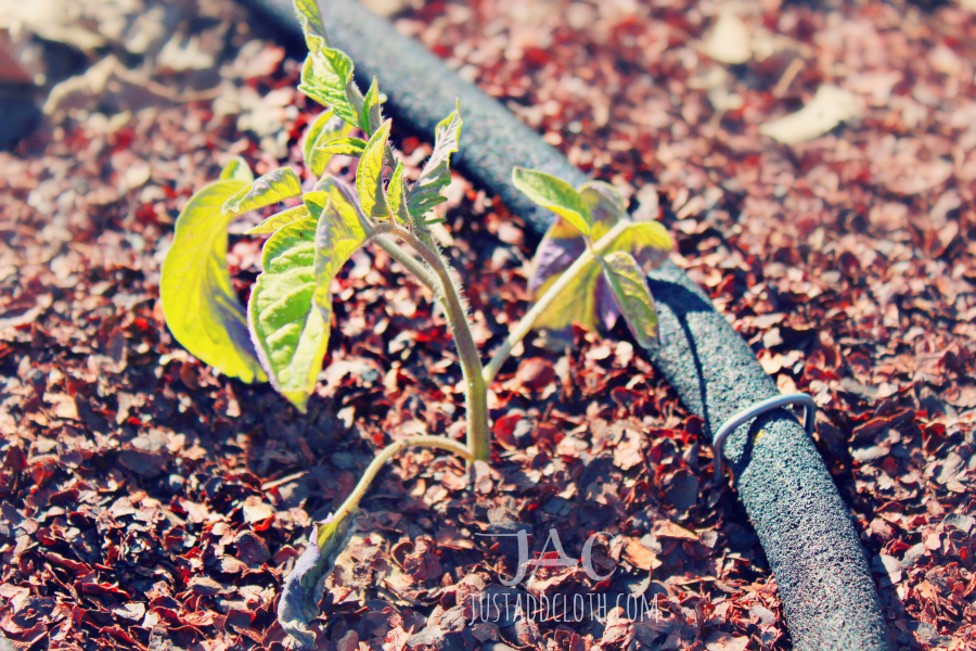 keep garden gorgeous 10