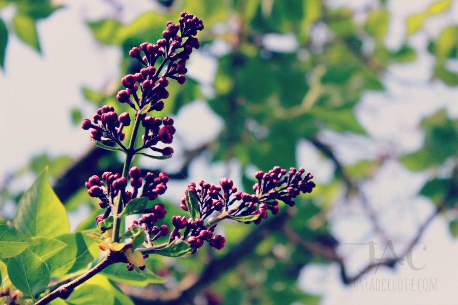 keep garden gorgeous 14