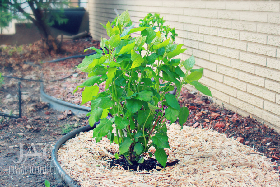 keep garden gorgeous 8