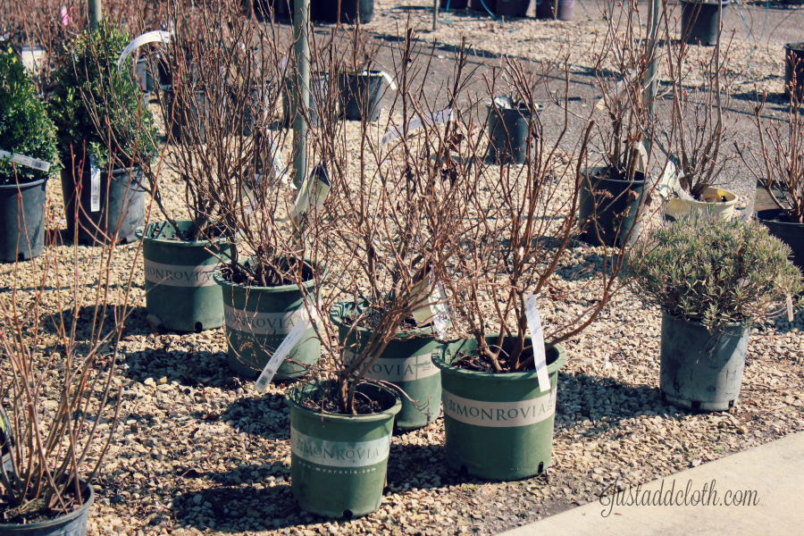 garden planning with color 2