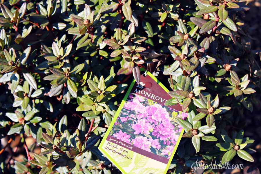 garden planning with color 4