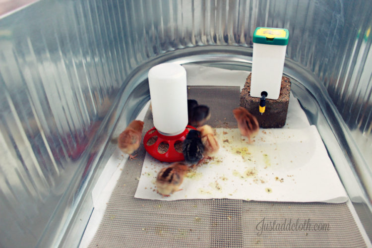 Our DIY Chick Brooder Setup
