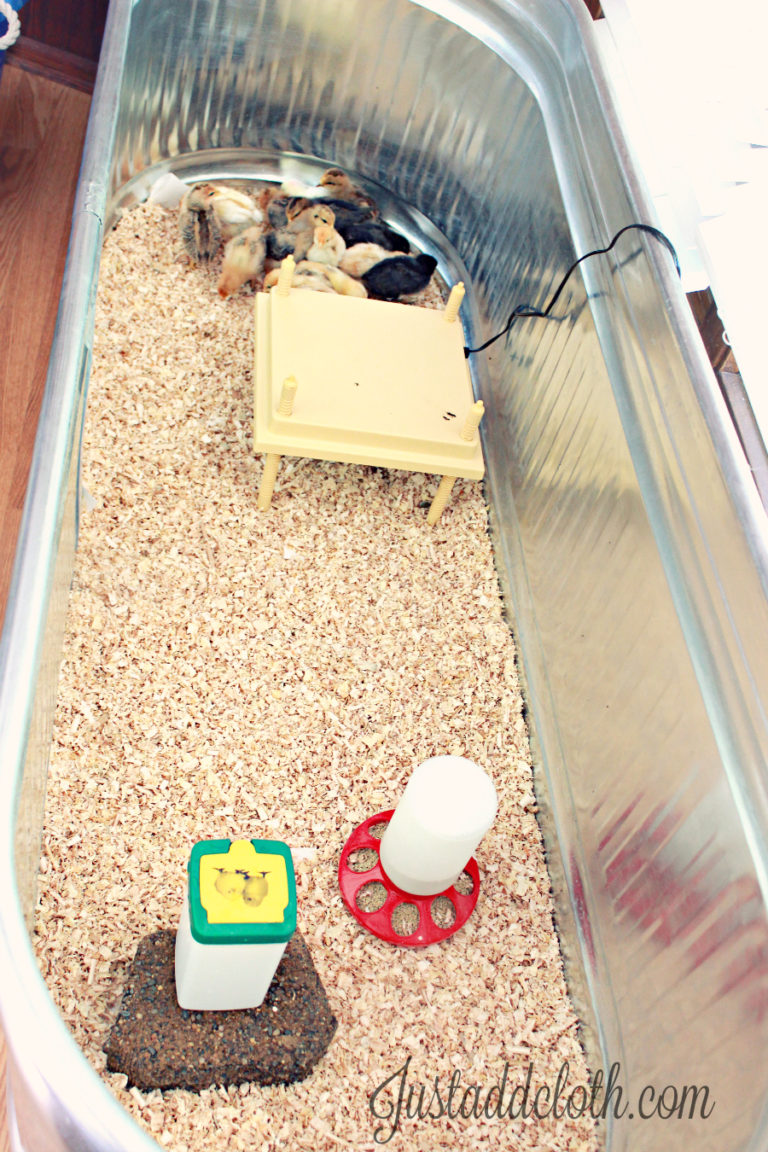 Our DIY Chick Brooder Setup