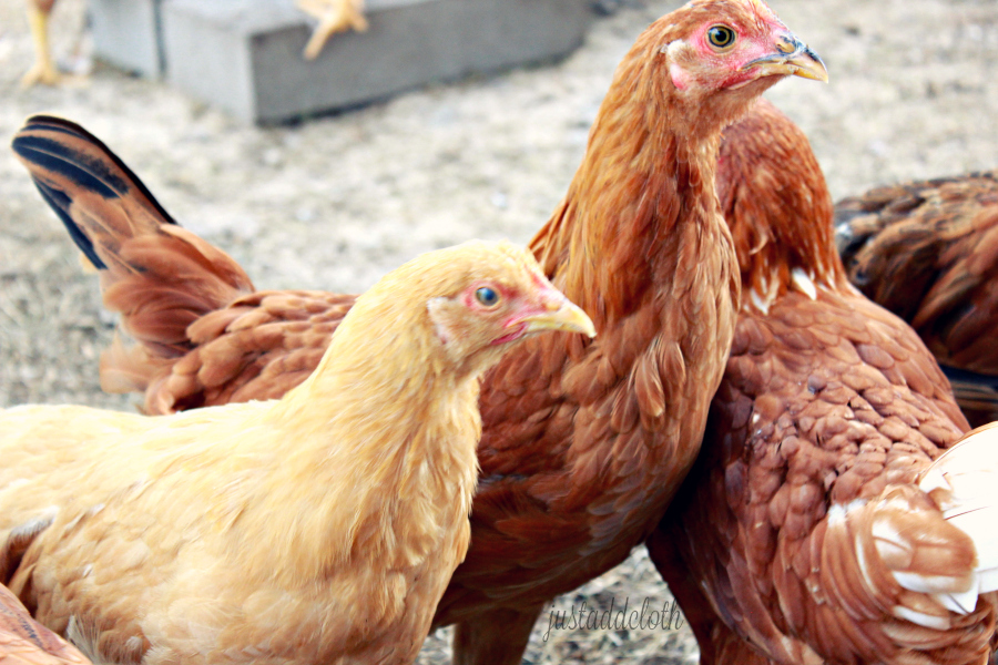 12 week pullets