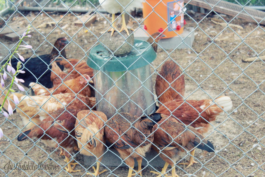 chicken feeder