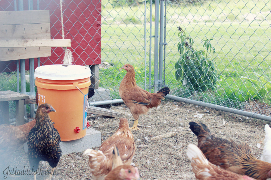 DIY chciken waterer
