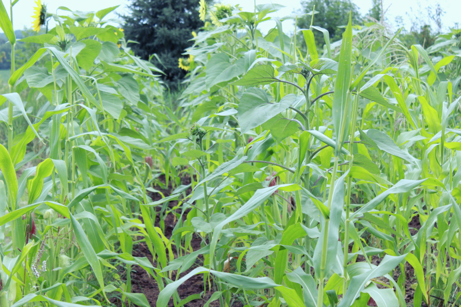 growing corn